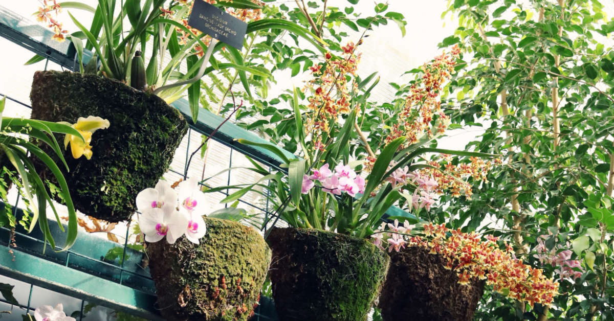 Jesienne kwiaty na balkon – jakie warto wybrać?