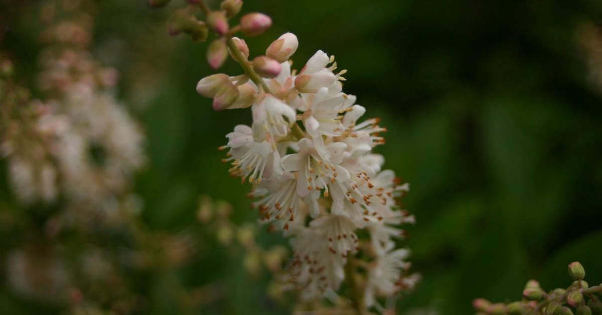 Orszelina olcholistna – uprawa i pielęgnacja