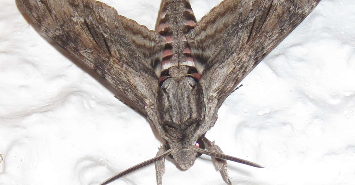 Co jedzą ćmy? Czy warto zwabiać je do ogrodu?