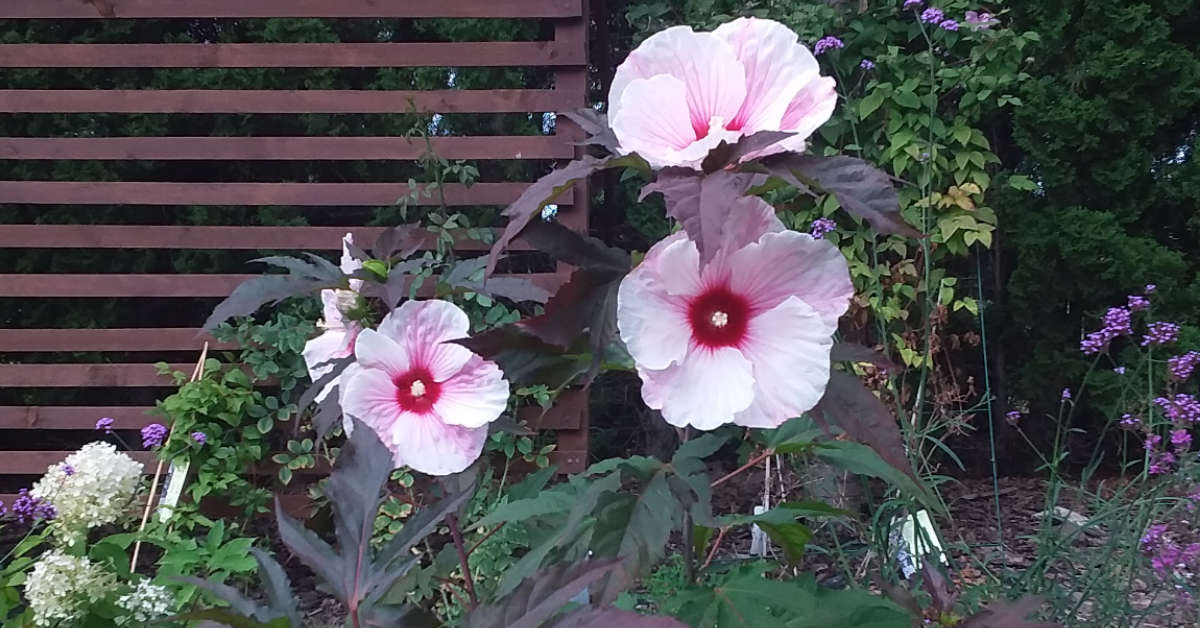 Hibiskus bagienny – uprawa i pielęgnacja