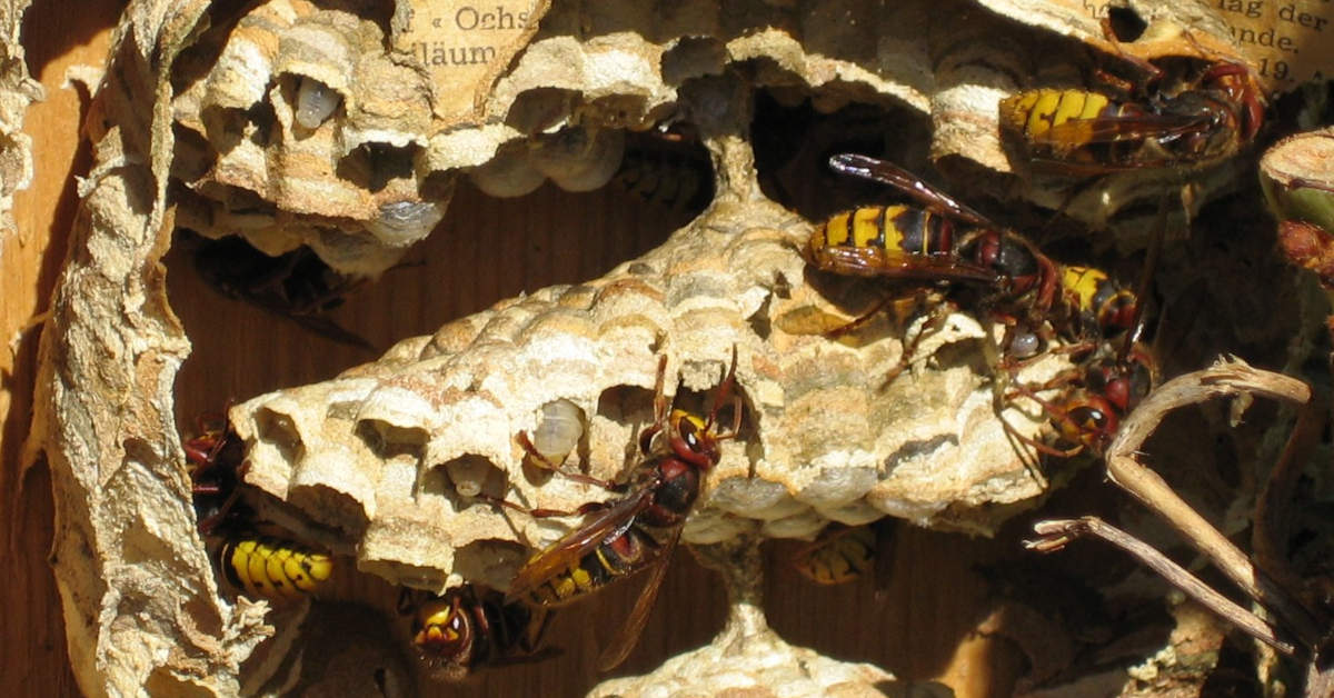 Kiedy szerszenie śpią? Jak wygląda ich rytm dobowy?