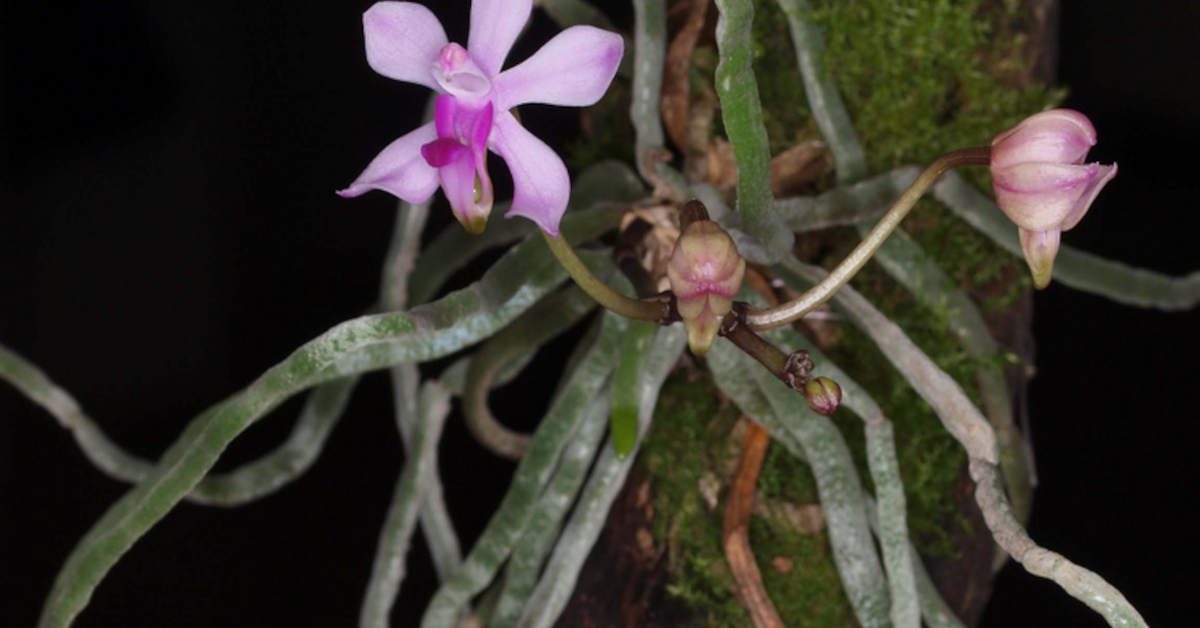 Korzenie powietrzne – wygląd, pielęgnacja, funkcja