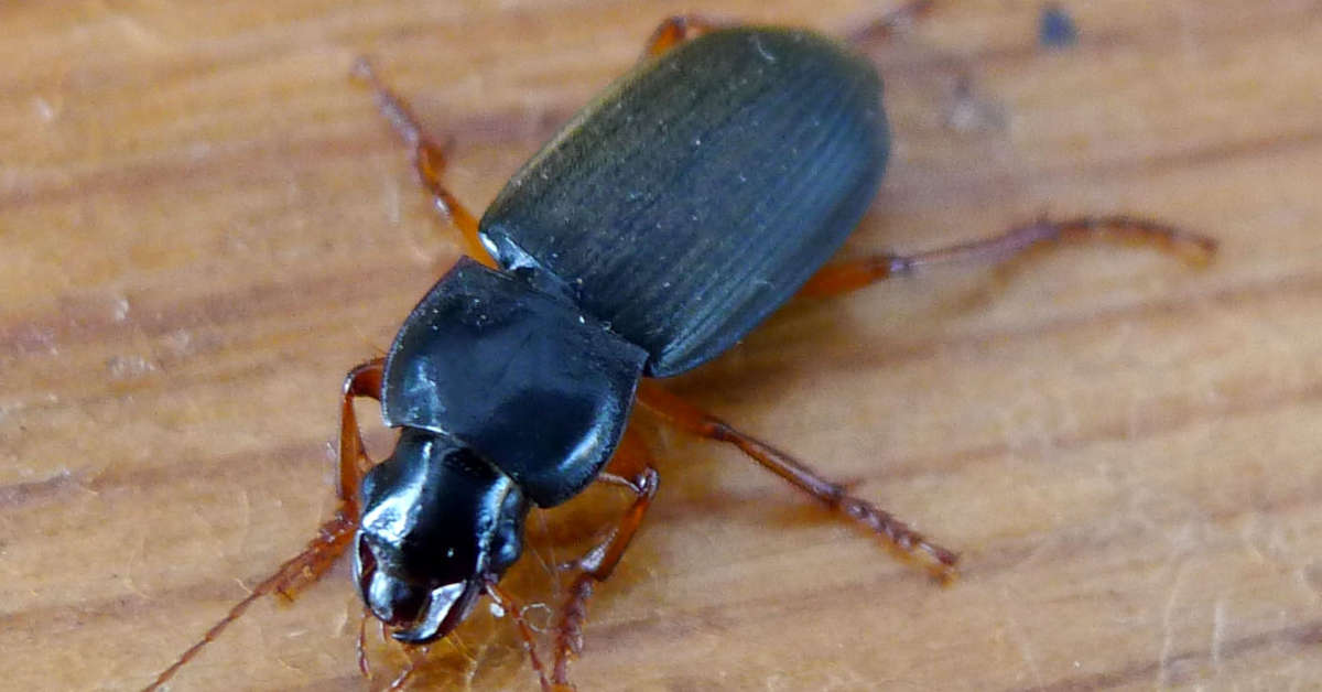 Dzier włochaty w domu – jak go wytępić?