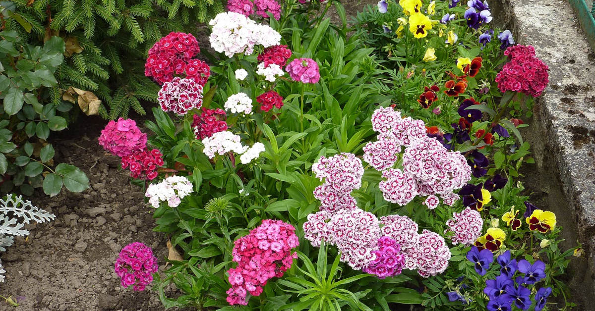 Goździki brodate – uprawa i pielęgnacja