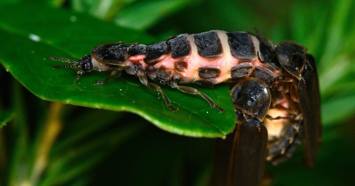 Czy świetliki gryzą? Fakty i mity