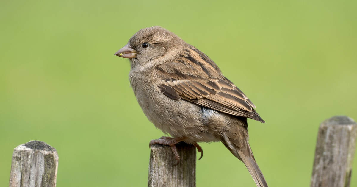 Wróbel a mazurek – jak je odróżnić?
