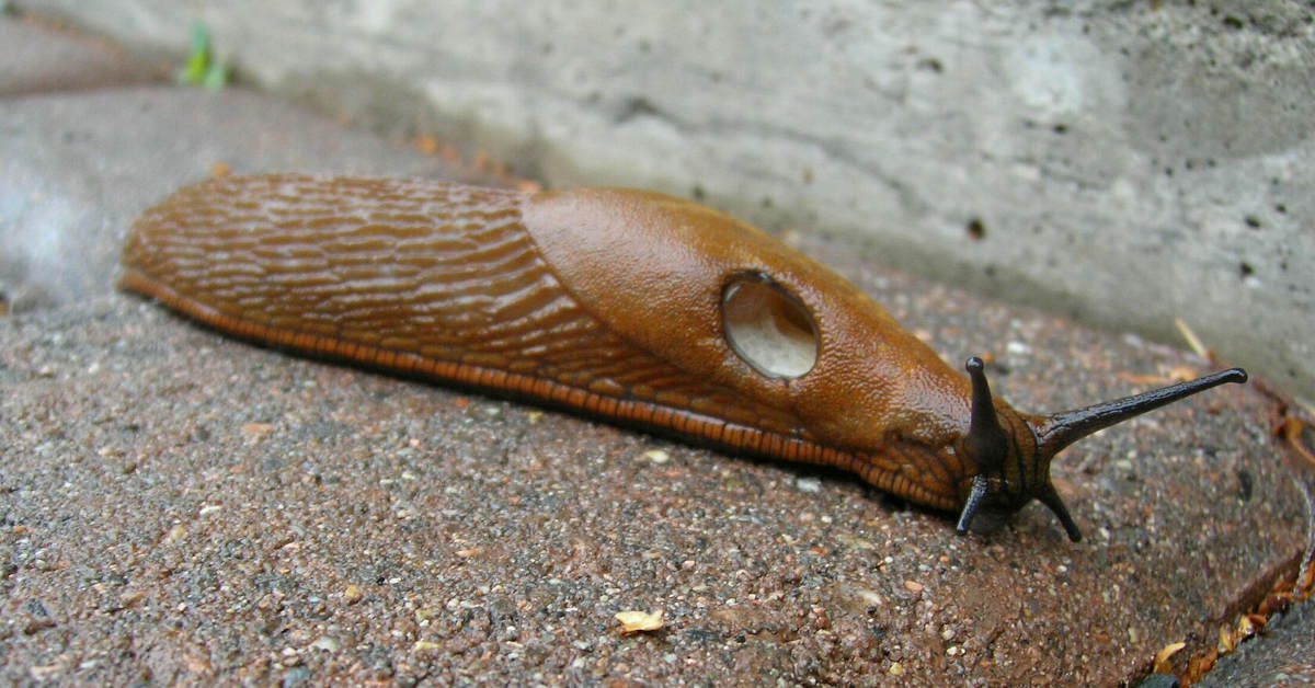 Czego nie lubią ślimaki w ogrodzie?