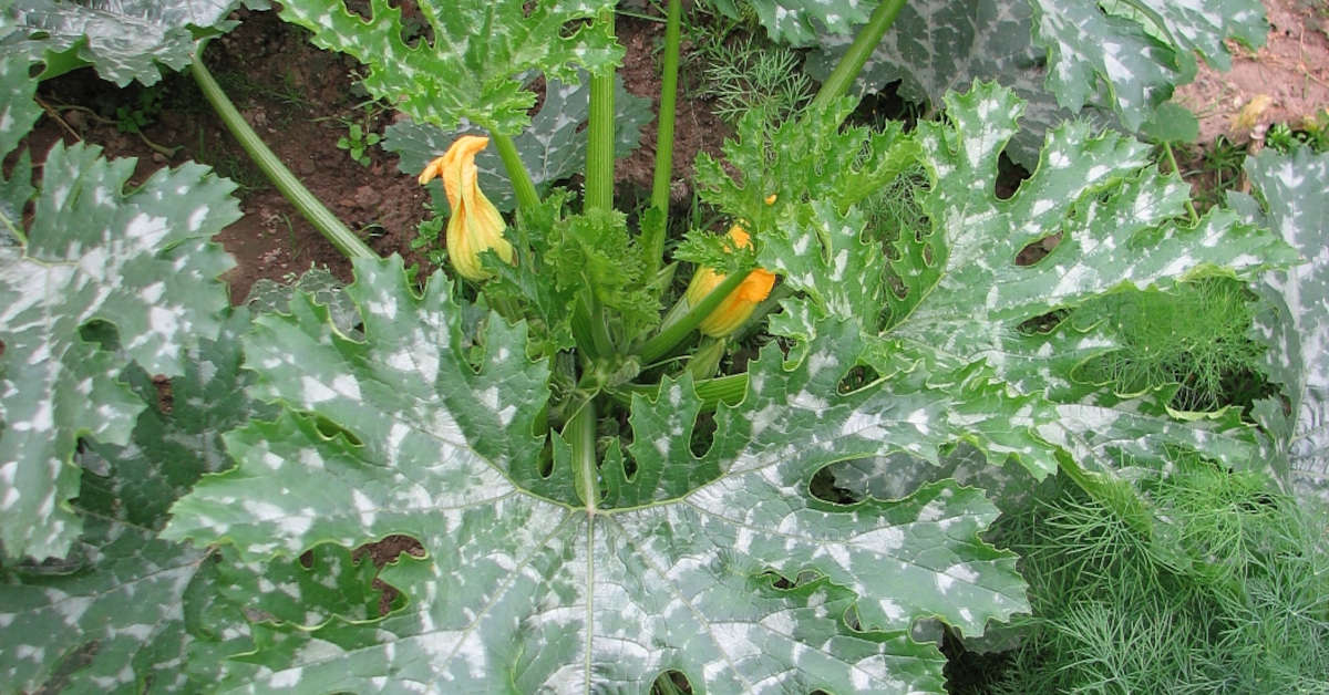 Co sadzić obok cukinii? Poradnik eksperta
