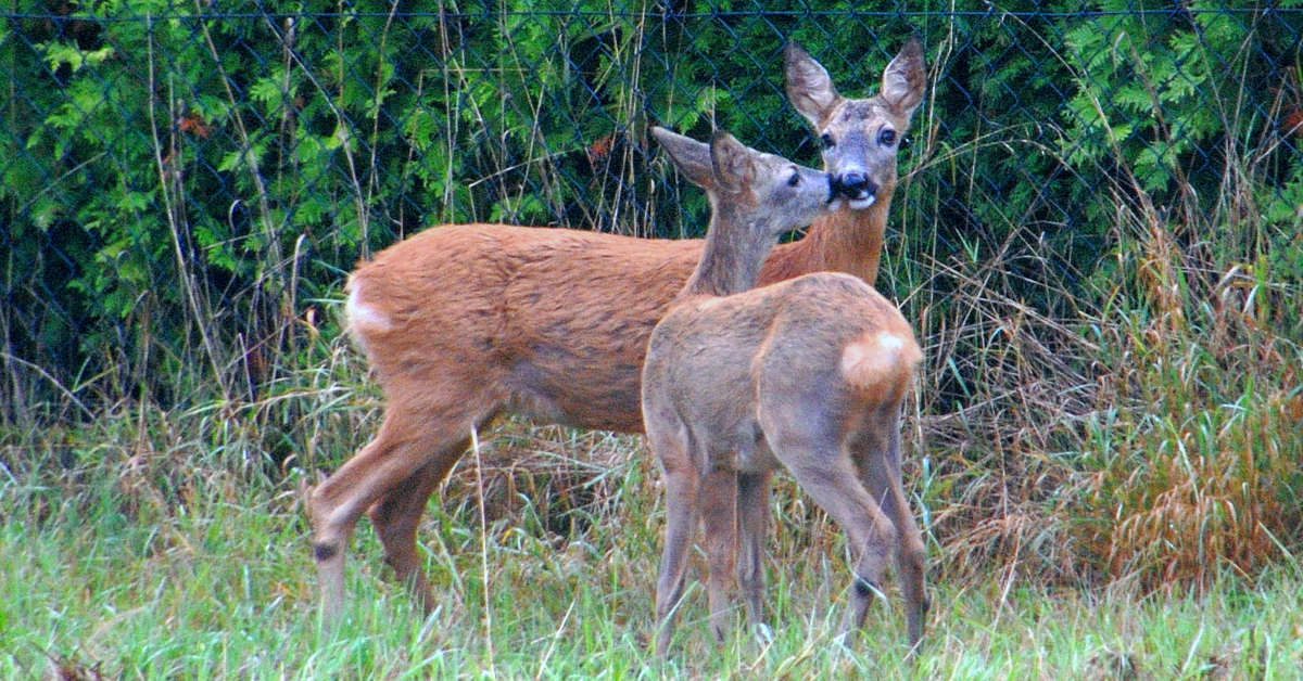 Ile waży sarna? Waga małych i dorosłych osobników