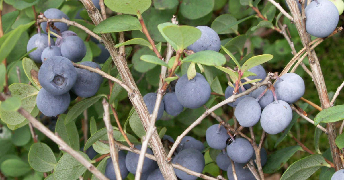 Naturalny nawóz do borówki amerykańskiej – co wybrać?