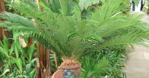 Palma cykas – co robić gdy żółkną liście?