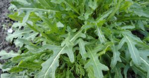Czy rukola zimuje w gruncie?