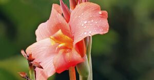 Kanna w donicy – kompozycje i porady