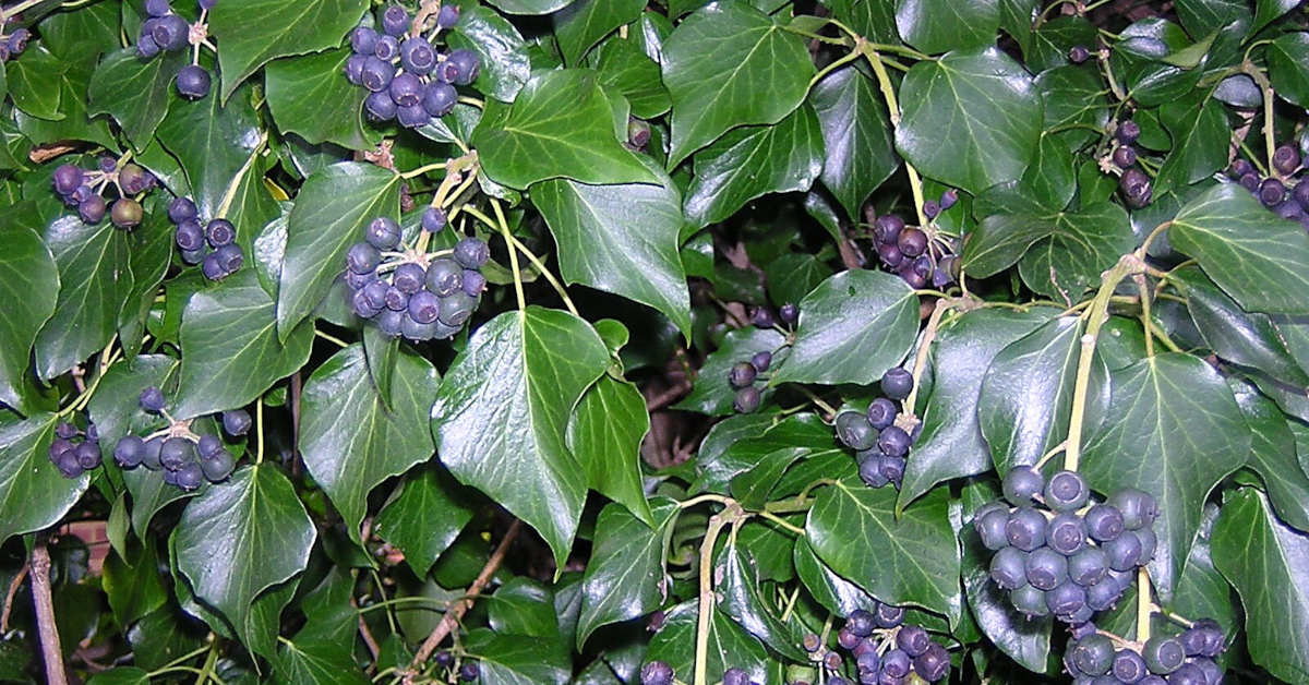 Czy bluszcz w domu jest szkodliwy?