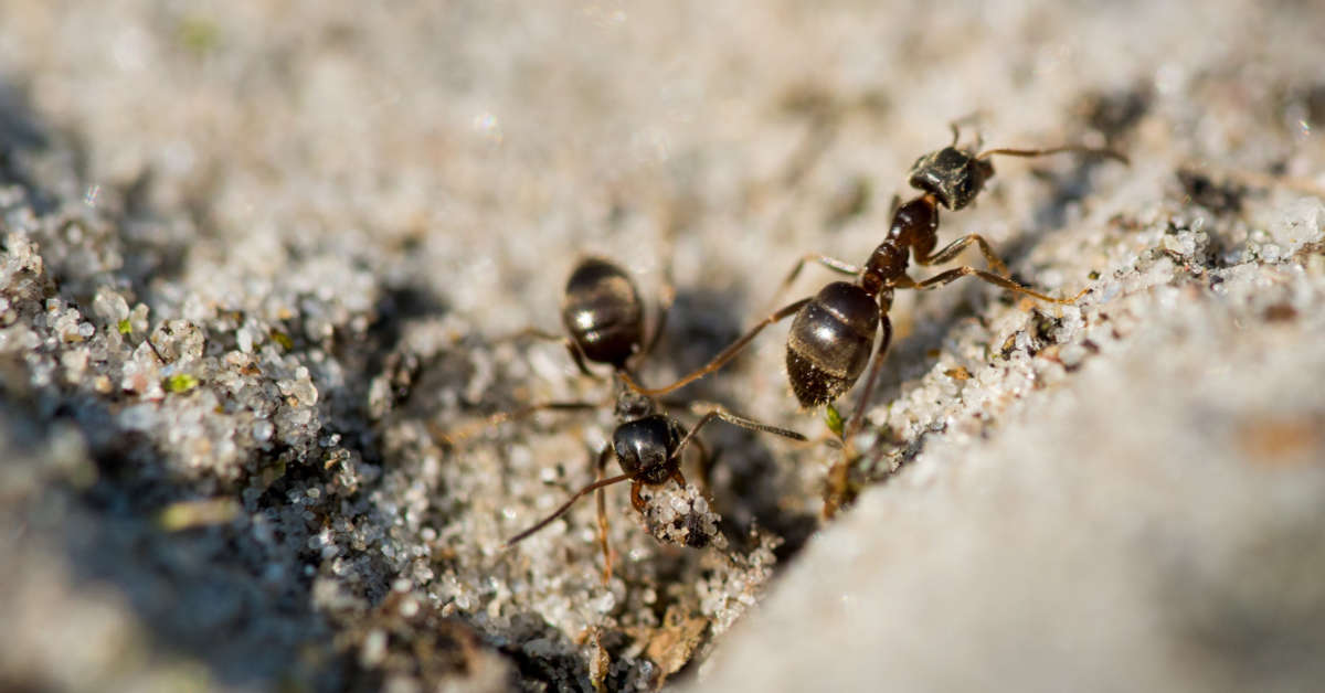Jak zwalczyć mrówki w domu? Te metody są niezawodne!