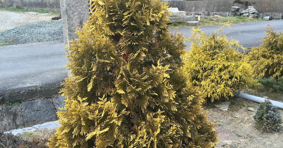 Domowe sposoby na brązowienie iglaków – te metody zawsze działają!