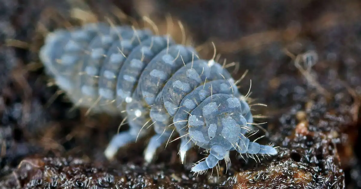 Robaki w ziemi doniczkowej – jak zwalczyć?