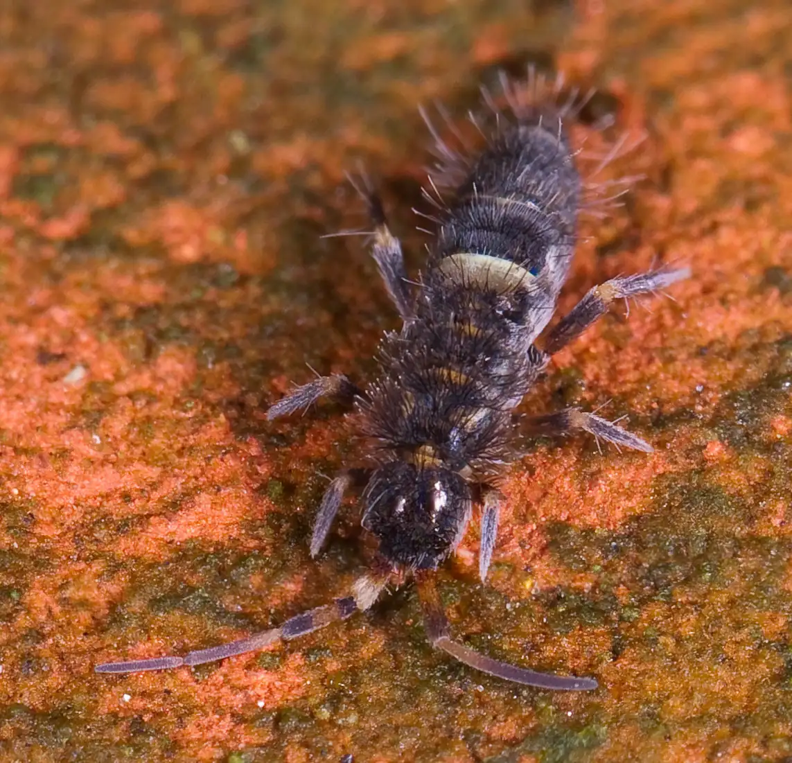 Skoczogonek (Collembola)