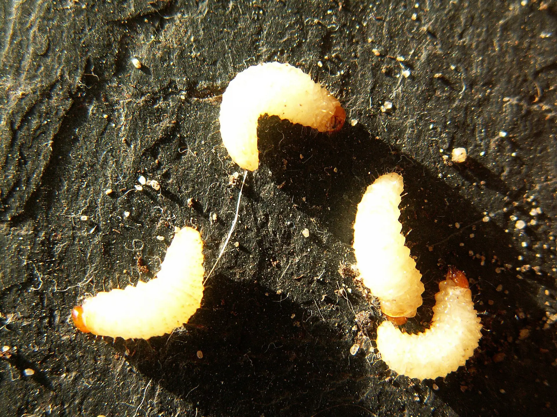 Larwy opuchlaka (Otiorhynchus)