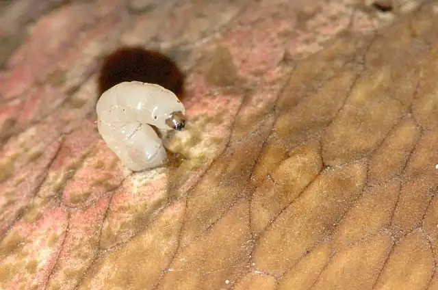 Ziemiórka pleniówka (Sciara militaris)