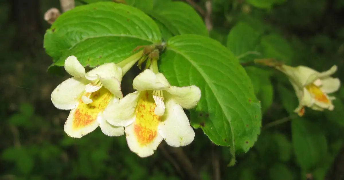 Co posadzić obok krzewuszki?