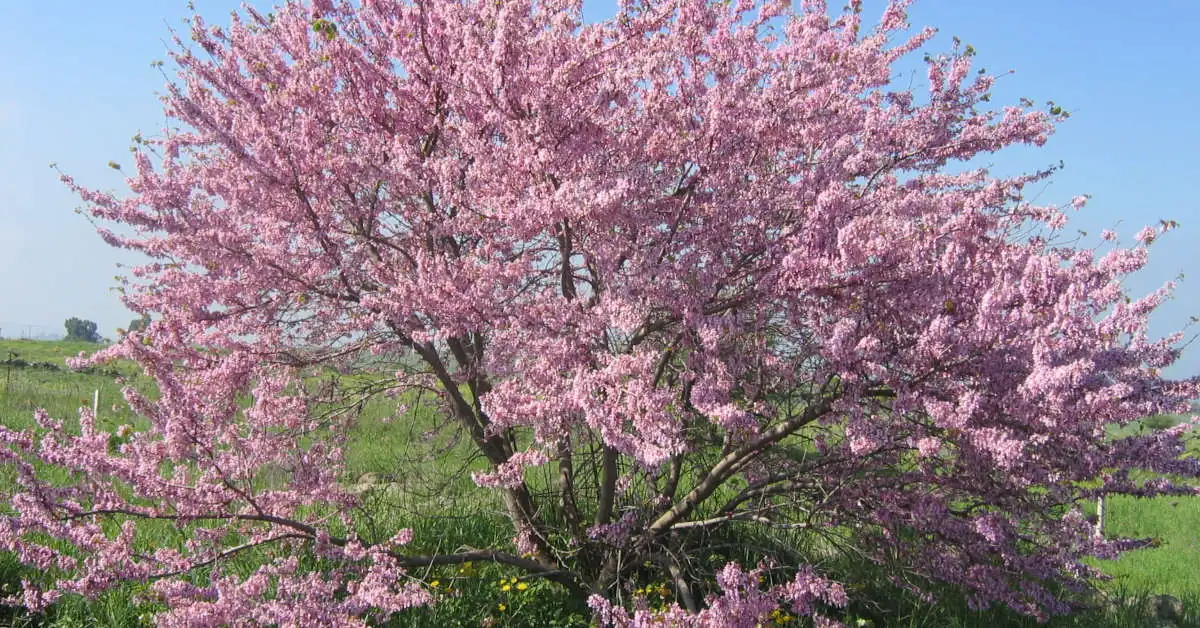 Dlaczego judaszowiec nie kwitnie? Jak temu zaradzić?