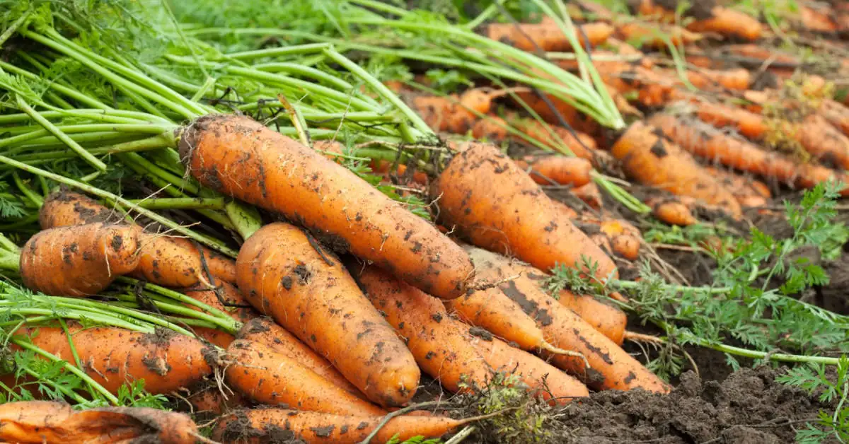 Kiedy siać marchew na zimę?