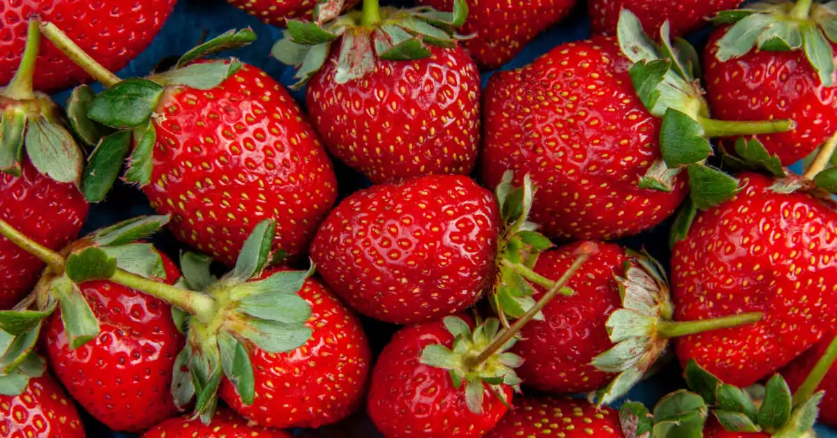 Jak przygotować ziemię pod uprawę truskawek?