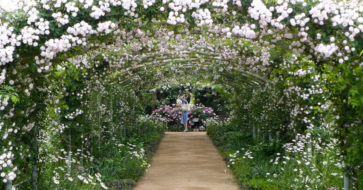 Jak i kiedy przycinać róże pnące?