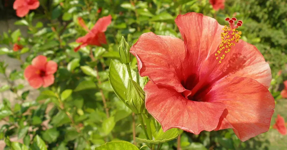 Hibiskus w ogrodzie – uprawa, przycinanie, rozmnażanie