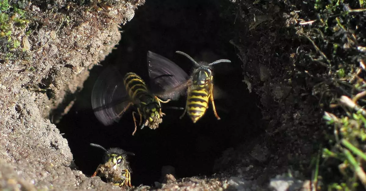 Jak zrobić pułapkę na osy i szerszenie?