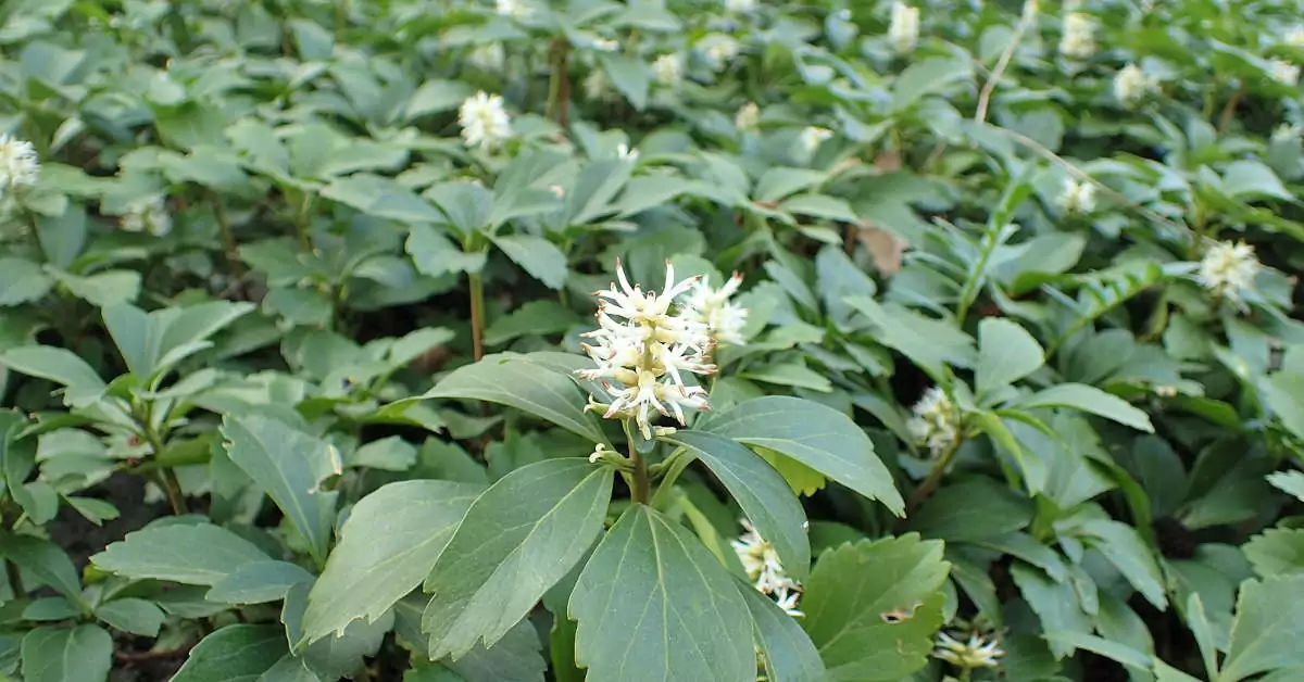 Rośliny okrywowe do cienia – jakie wybrać?