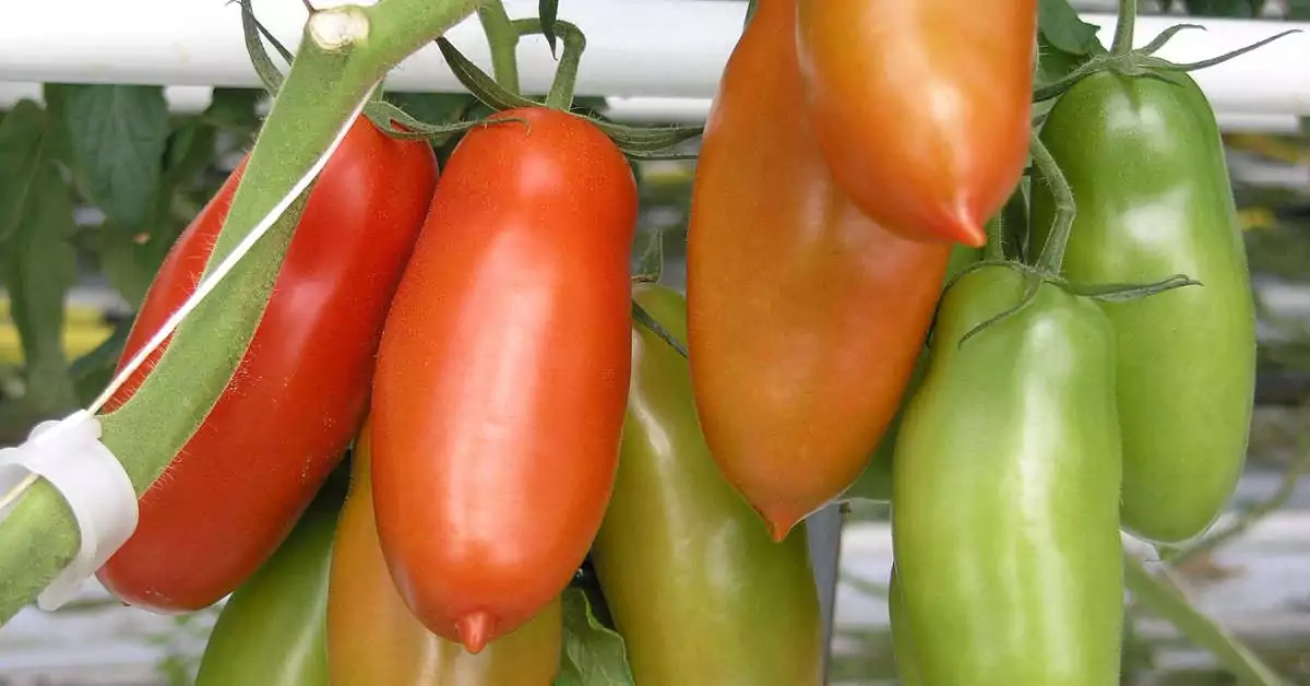 Pomidory San Marzano – uprawa, informacje