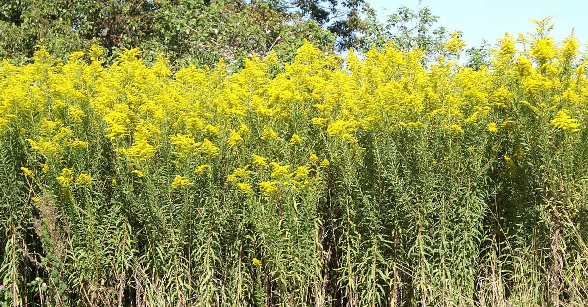 Jakie są rośliny inwazyjne w ogrodzie?