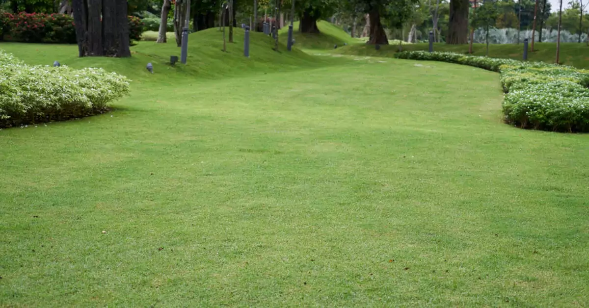 Ciemnozielone plamy na trawniku – co robić?