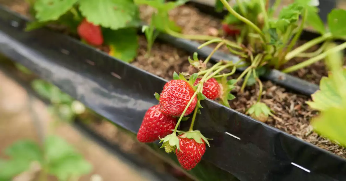 Jak przezimować truskawki w doniczkach?