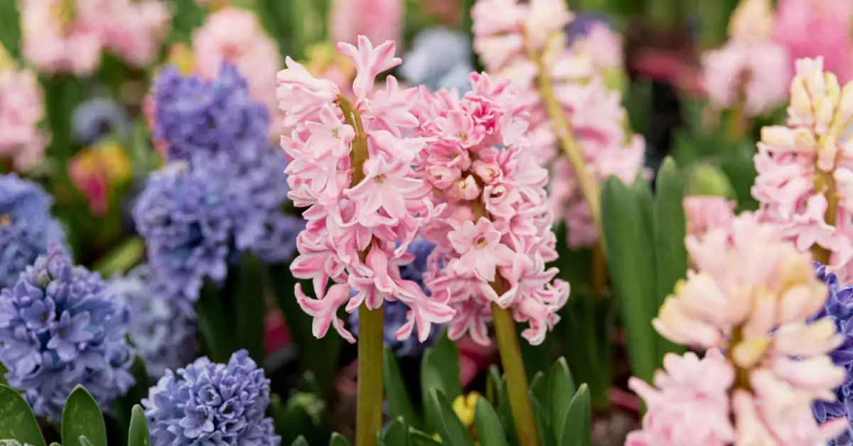 Jak sadzić hiacynty w szkle?