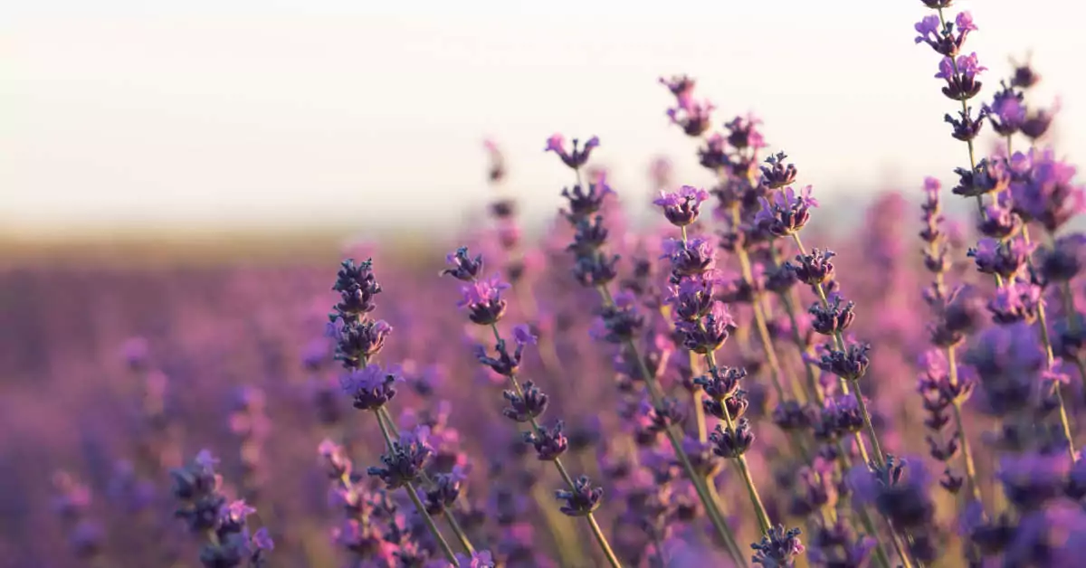 Jak przycinać lawendę na wiosnę?