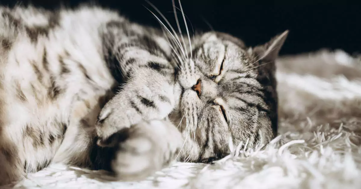 Co zrobić gdy kot nasika na łóżko? Jak pozbyć się zapachu?