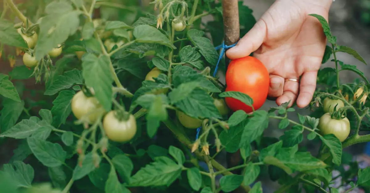 Kiedy obcinać liście pomidorów?