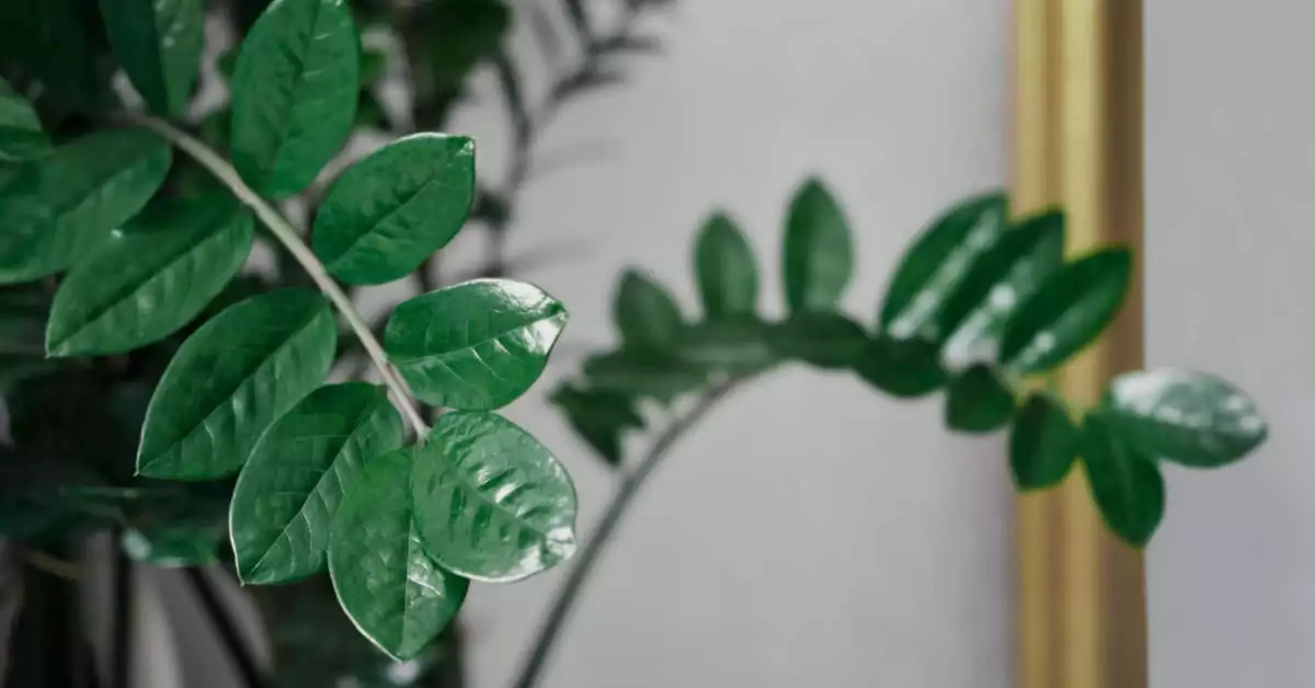 Dlaczego zamiokulkas nie wypuszcza nowych liści?