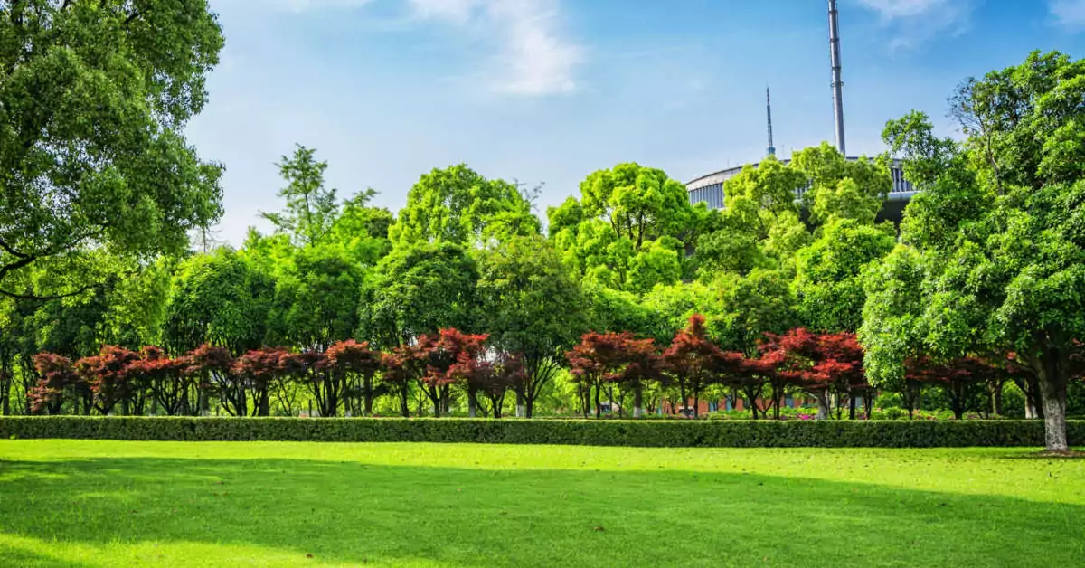 Czy można obciąć czubek świerka bez zezwolenia?