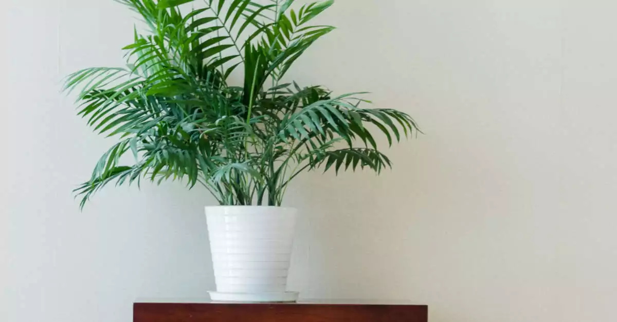 Jaka palma do domu jest najlepsza?