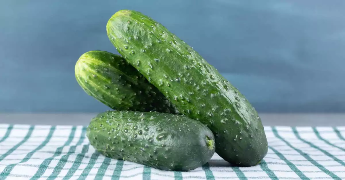 Jak uprawiać ogórki gruntowe?