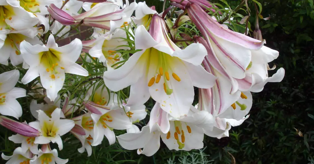 Jak sadzić lilie w doniczkach?