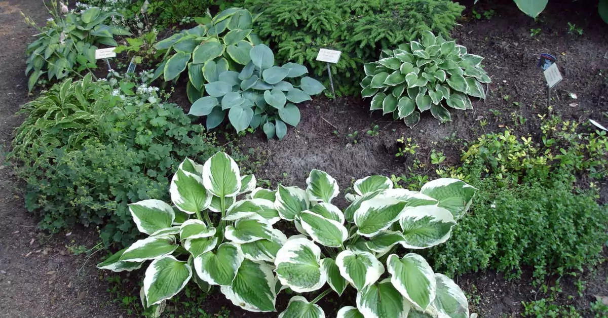 Jakie rośliny będą najlepsze na skalniak w cieniu?