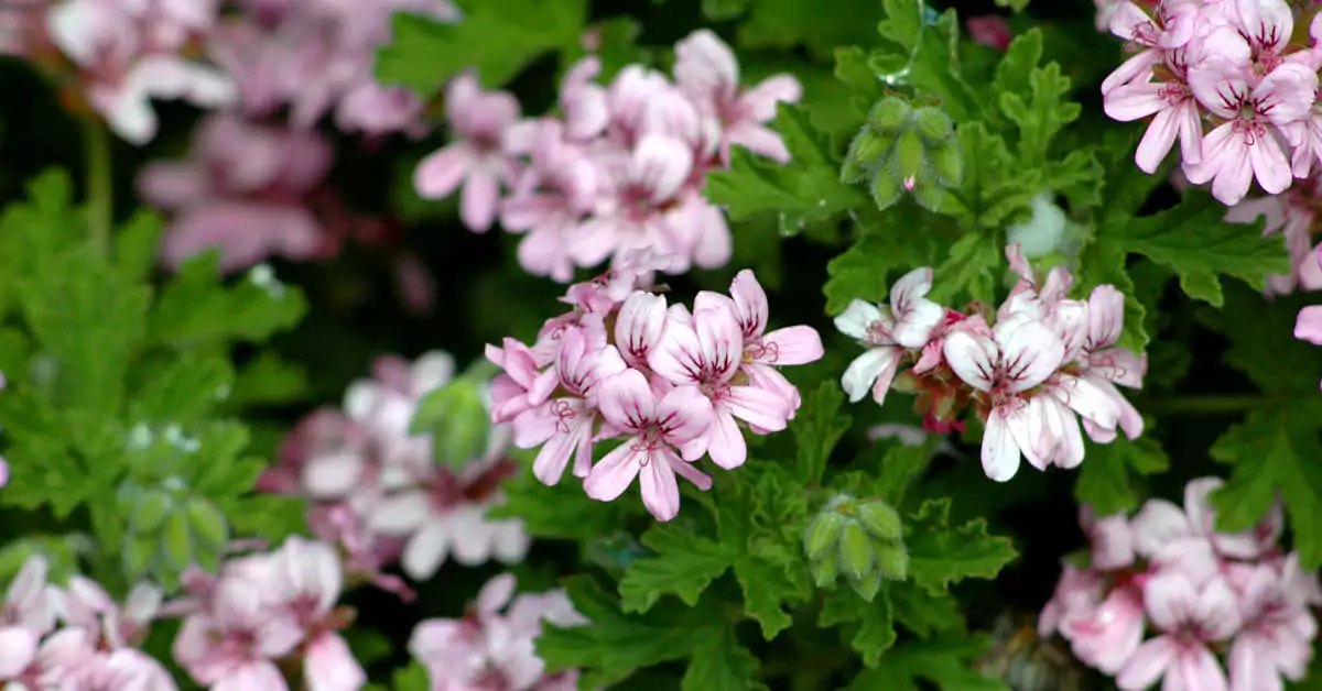 Z czym łączyć pelargonie na balkon?