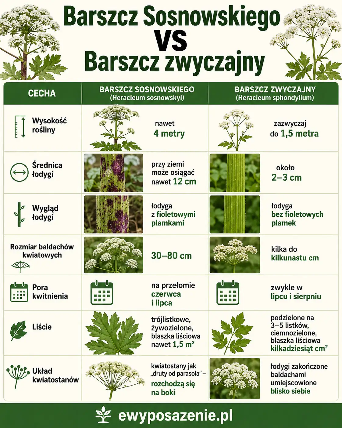 Barszcz Sosnowskiego i barszcz zwyczajny porównanie infografika