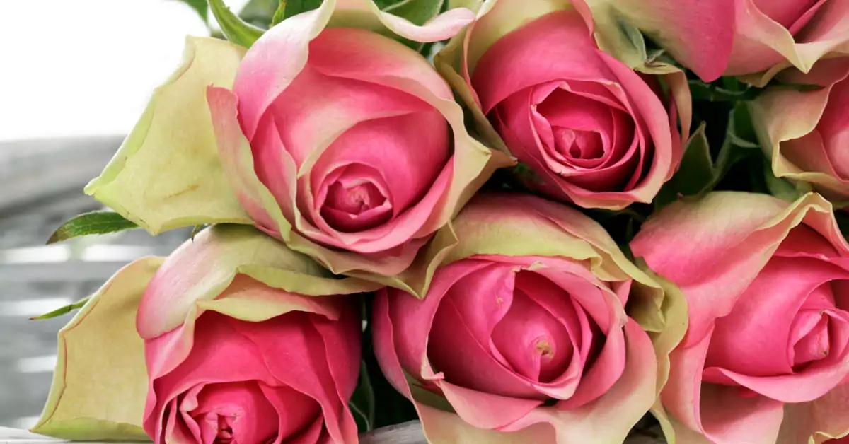 Co zrobić żeby róże dłużej stały w wazonie?