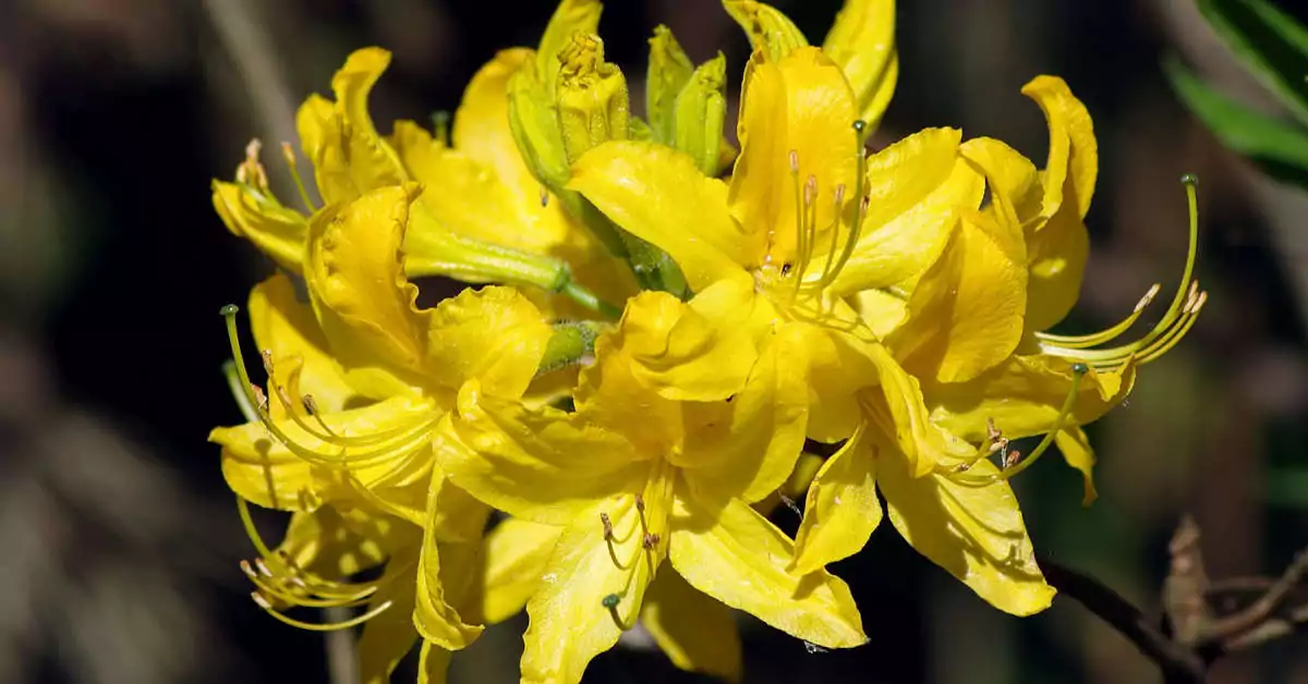 Czego nie lubi rododendron?